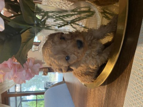 Kore minik poodle bebeğimiz