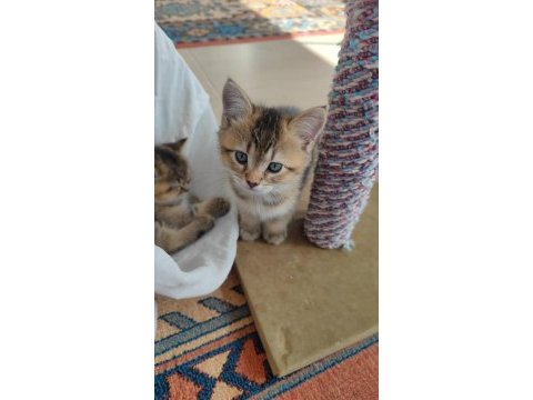 3 aylık british shorthair erkek black gold