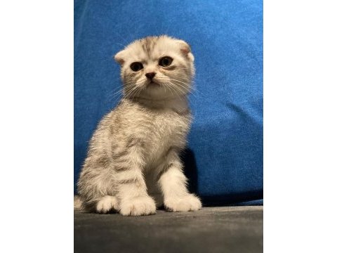 Silver british shorthair yavrular
