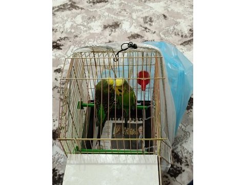 Çift şov jumbo muhabbet kuşları