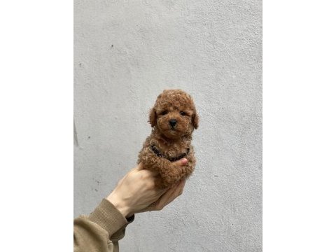 Ped eğitimli aşılı toy poodle yavruları