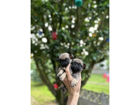 Pug mops yavrular