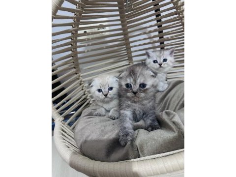 British longhair ve scottish shorthair bebeklerimiz