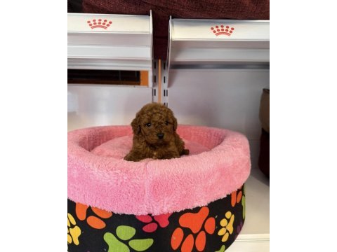 Toy poodle babyface yavrularımız