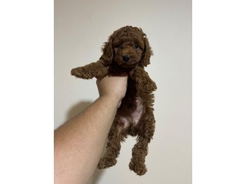 Kore kan poodle