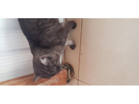 Erkek kedimiz