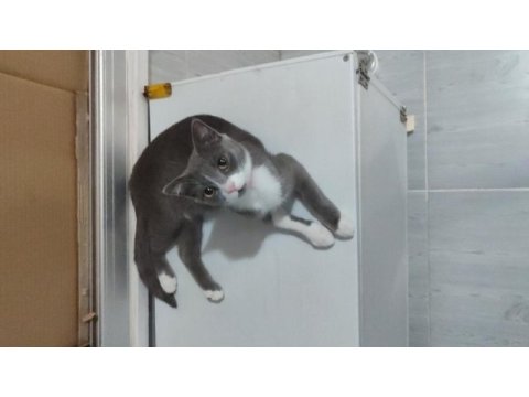 British shorthair yavrular
