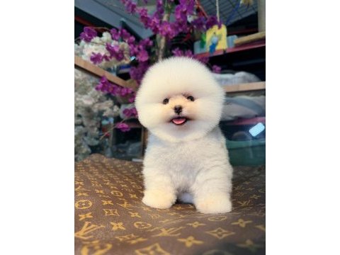 Pomeranian boo 2 aylık
