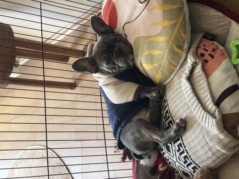 French bulldog gri blue eye