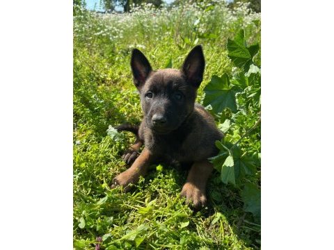 Safkan malinois yavrular