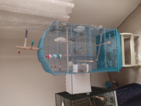 5 aylık sultan papağanı