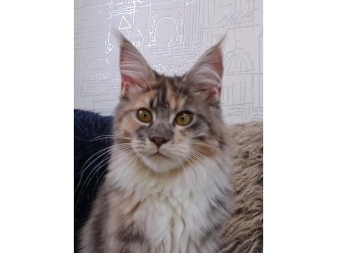 Maine coon dişi kedimiz