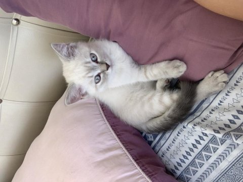 British shorthair