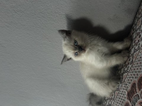 British blue point kedimiz