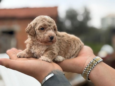 Maltipoo yavrular 4 kg garantili