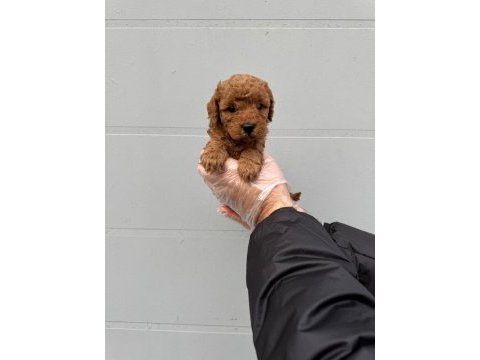 Toy poodle çokomeller