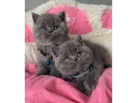 Elit patiler farkıyla british shorthair yavrular