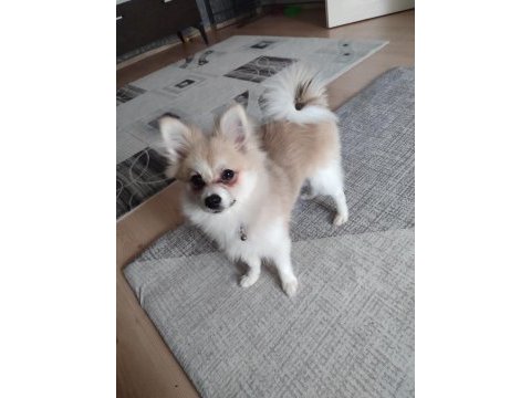 Pomeranian köpeğimiz 5 aylık
