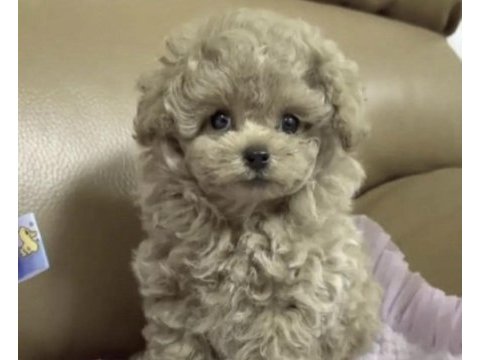 Toy poodle safkan