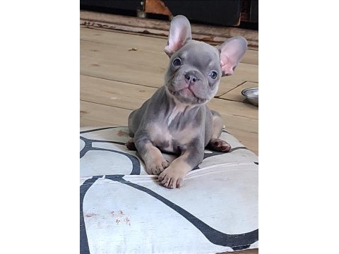 A kalite egzotik lilac tan isabella french bulldog