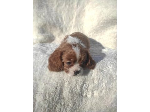 Ev ortamında büyümüş garantili bebek cavalier king charles