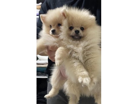 Pomeranian boo 4.5 aylık erkek gülen surat