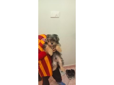 Yorkshire terrier oğlumuz max