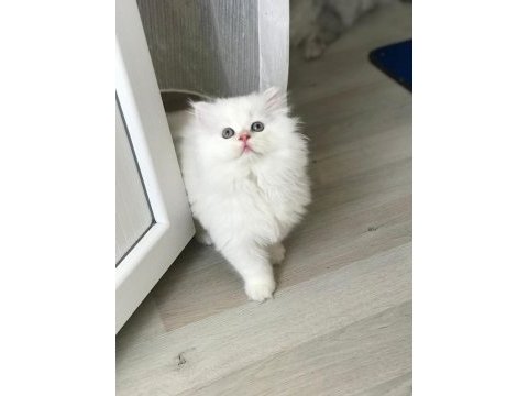 British longhair yavrular