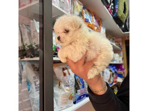 2 kg olacak morkie bebeklerim uygun