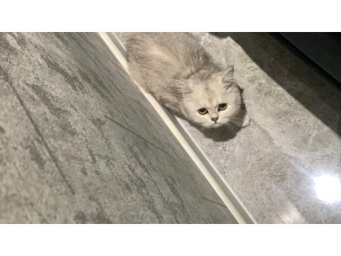 Kedimiz mayaya yuva arıyoruz