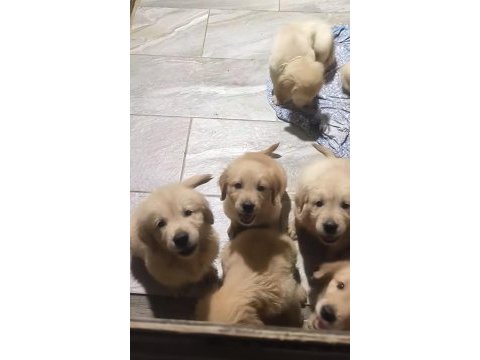Golden yavrularımız yeni yuvalarını bekliyor
