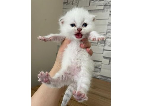 Kar topu british shorthair yavrular