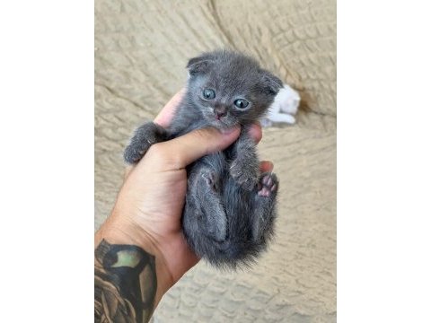 Scottish fold ve british bebeklerimiz