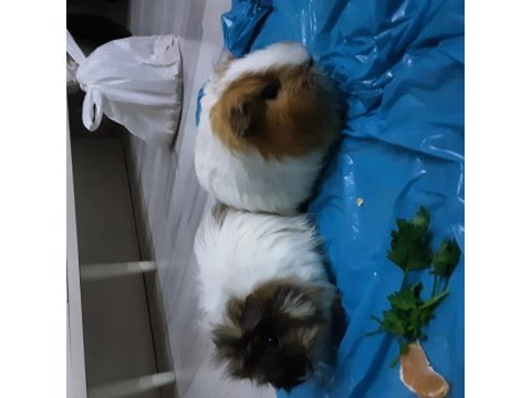 2,5 yaşında ginepigim perihan için yuva arıyoruz