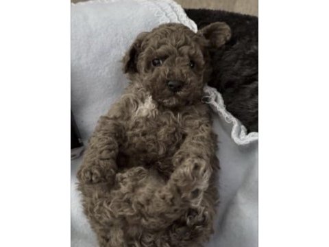 Toy poodle köpekleri için ulaşın