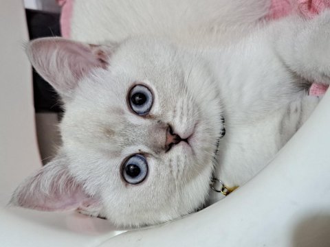 Kedim yeni sahibini arıyor kedilerimiz