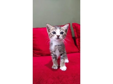Tatlı bir yavru kedi