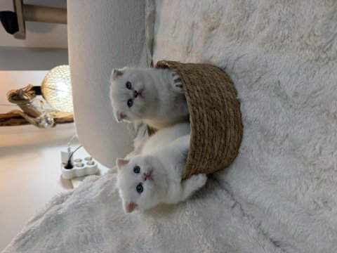 Bebiş kedilerime yeni yuva arıyoruz