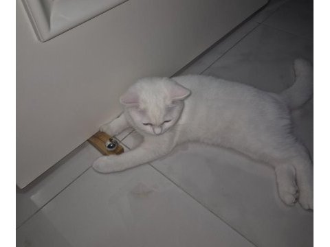 4 aylık beyaz erkek british shorthair