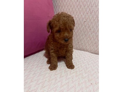 Kore toy poodle yavrularımız