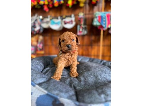 Şecereli mükemmel toy poodle yavrularımız