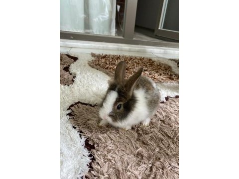 Rex tavşanı