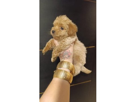 Maltipoo yavrular