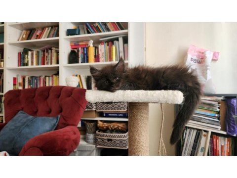 Maine coon yavru