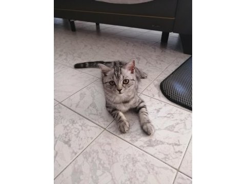 Alanya dişi british shorthair