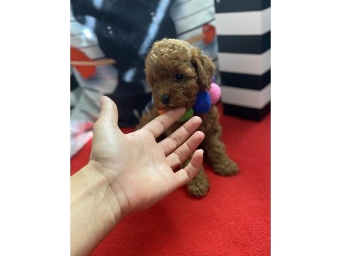 Tüy dökmeyen ırk poodle