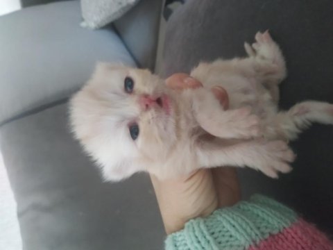 Yavru şampanya rengi yavru chinchilla