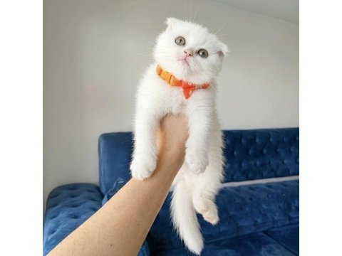 Scottish fold white