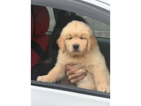 Babyface küt burun erkek ve dişi golden retriever