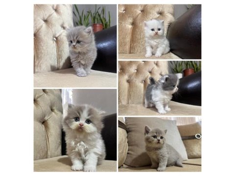 British shorthair ve longhair yavrular